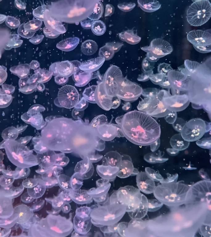 海洋馆里炫彩的水母，海洋生物