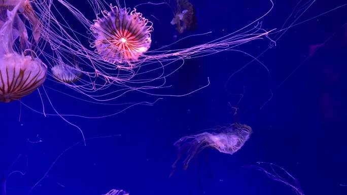 海洋馆里炫彩的水母，海洋生物