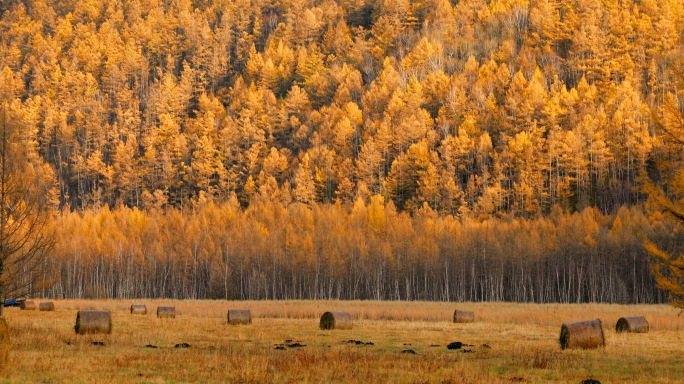 升格高速风吹动秋天的黄叶阿尔山秋色
