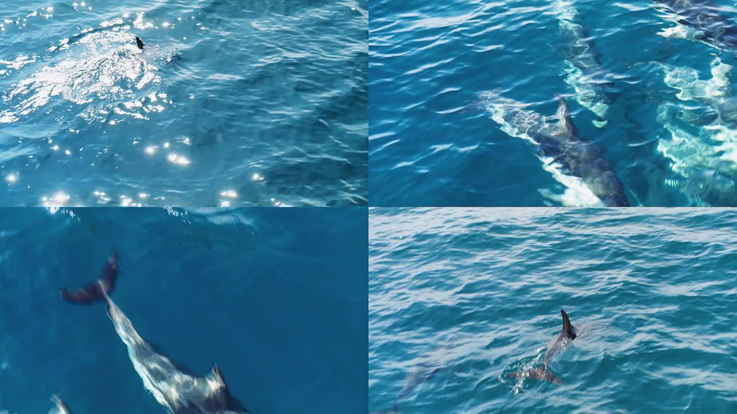 新西兰凯库拉海豚海中嬉戏