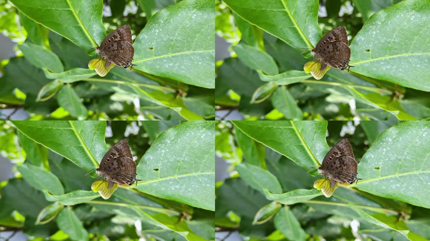 橡蓝蝶或大闪蝶在树叶上排便或产卵的宏观视图