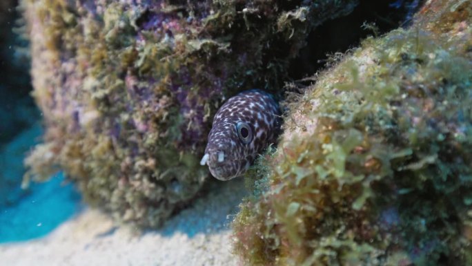 一只小斑点海鳗躲在它的洞穴里偷看镜头。在佳能R5上以4K拍摄。