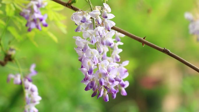植物花卉，紫藤花开