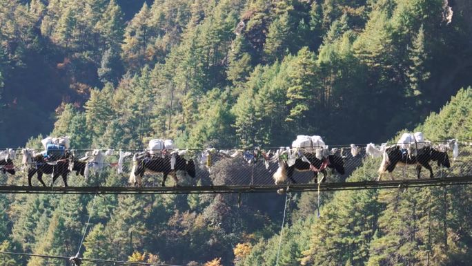 喜马拉雅牦牛背着沉重的货物走过吊桥