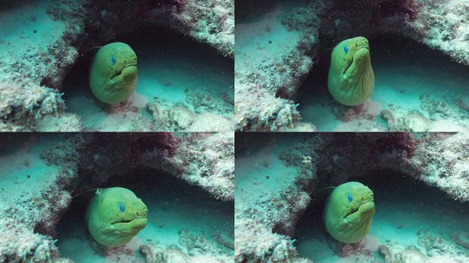 绿色的海鳗从它的窝里伸出来，看起来很有威胁。用佳能R5 40K 60FPS拍摄