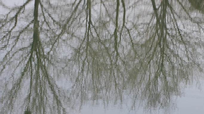 树木水面倒影形成天然的素描画