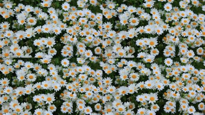 清明时节盛开的白色小花，小雏菊