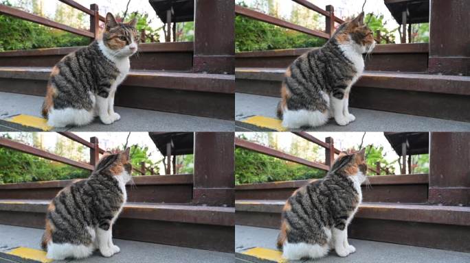 公园台阶上的一只可爱三花猫