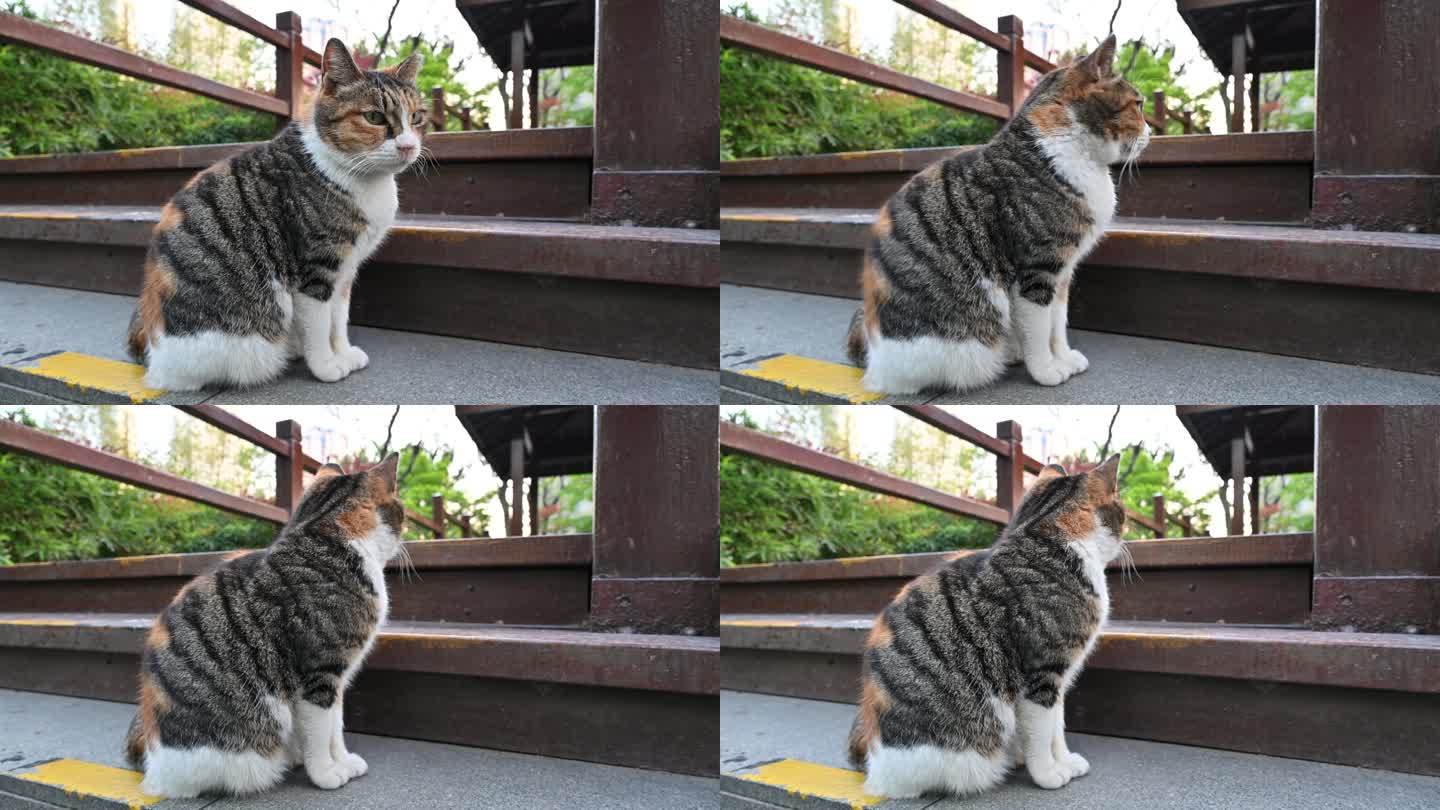 公园台阶上的一只可爱三花猫