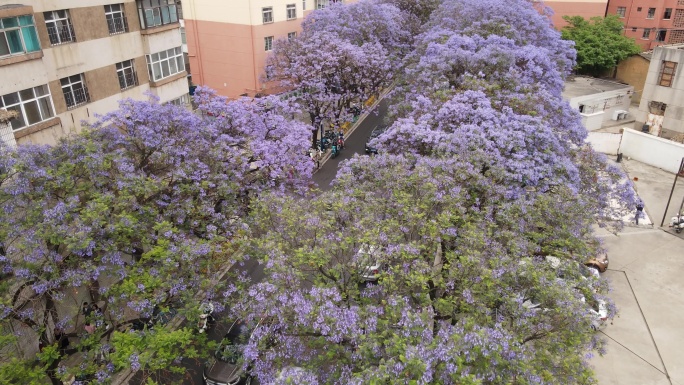 昆明教场中路蓝花楹航拍