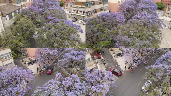 昆明教场中路蓝花楹航拍