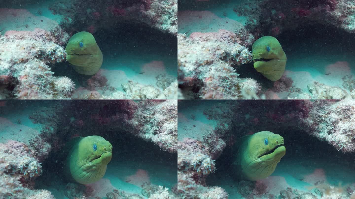 绿色的海鳗从它的窝里伸出来，看起来很有威胁。用佳能R5 40K 60F拍摄
