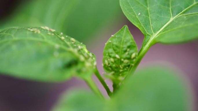 作物病虫害防治。蚜虫吃嫩叶。果园作物保护