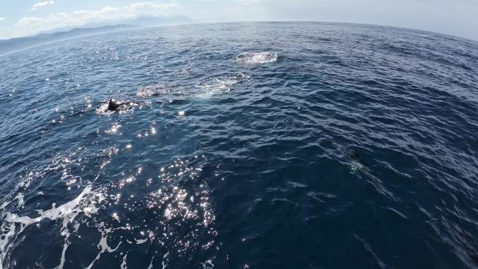 新西兰凯库拉观鲸