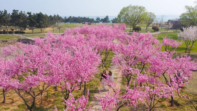 春天桃花 桃花小径 桃花源 桃花园