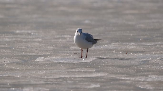 浮冰上的海鸥
