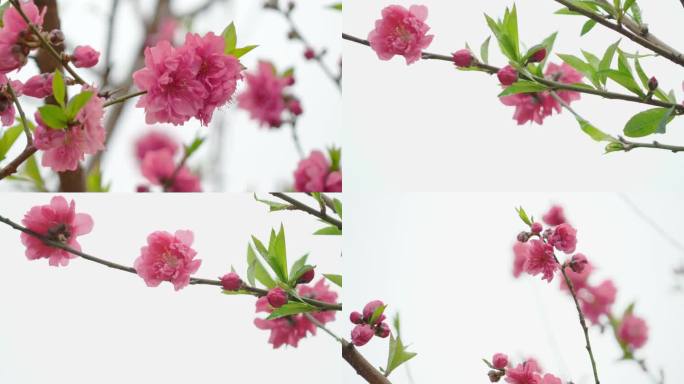 春回大地-鲜花盛开-桃花-枝头