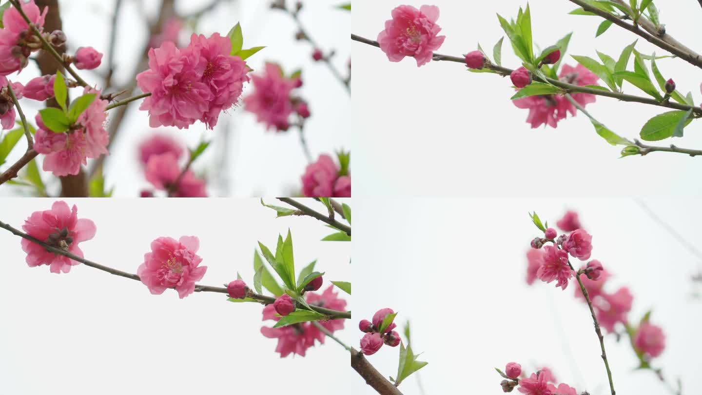 春回大地-鲜花盛开-桃花-枝头