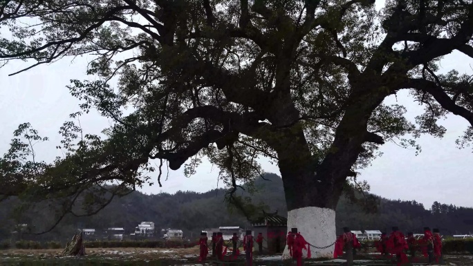 夷望溪大樟树