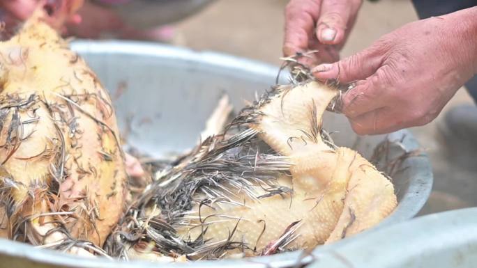 开水退鸡毛，农村传统手法清理鸡毛