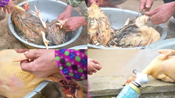 开水退鸡毛，农村传统手法清理鸡毛