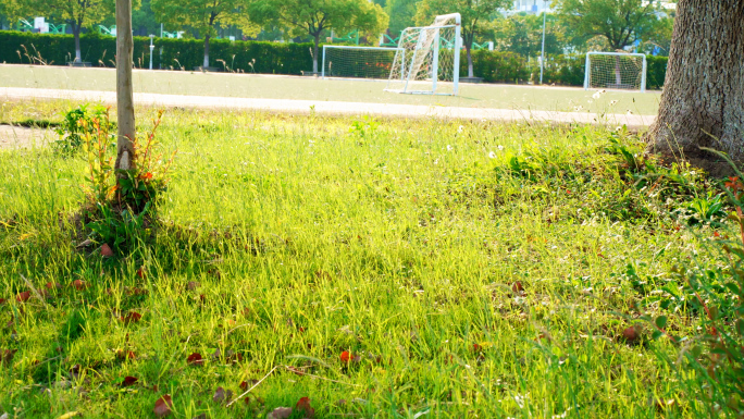 夏天夏日蓝天绿树树荫树影阳光大学校园街道