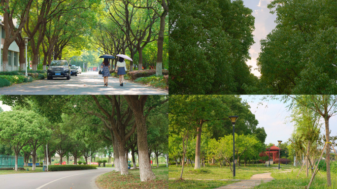 夏天夏日蓝天绿树树荫树影阳光大学校园街道