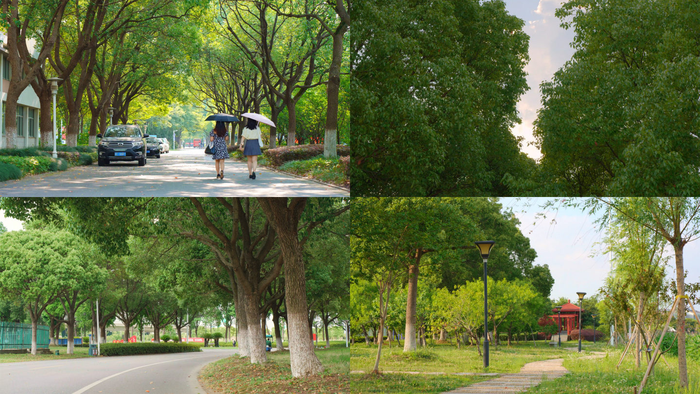 夏天夏日蓝天绿树树荫树影阳光大学校园街道
