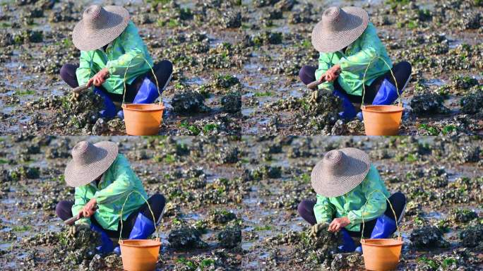 退潮海边滩涂上赶海捡海蛎子的渔民农妇