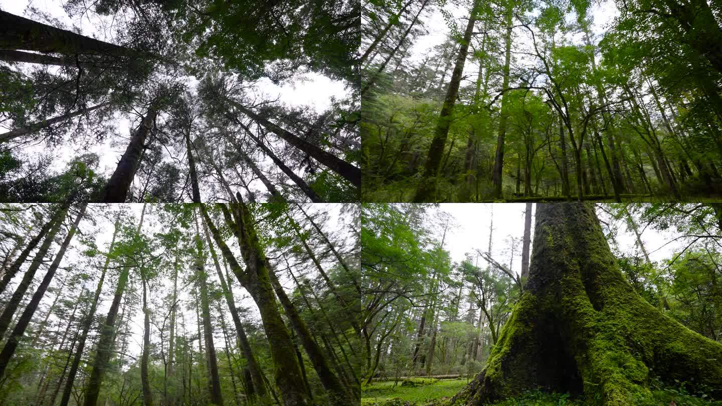 4K安静静谧树林大山森林原始森林云杉树林