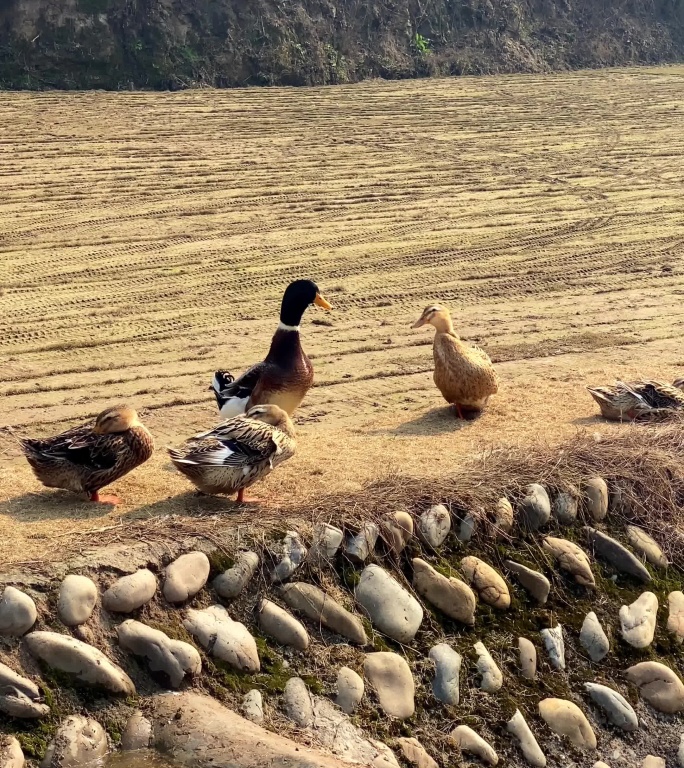 一群鸭子在田里晒太阳