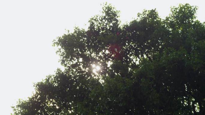 阳光穿过茶王树