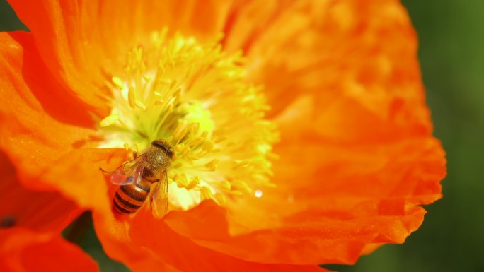 特写虞美人鲜花上的蜜蜂采蜜飞舞春天风景