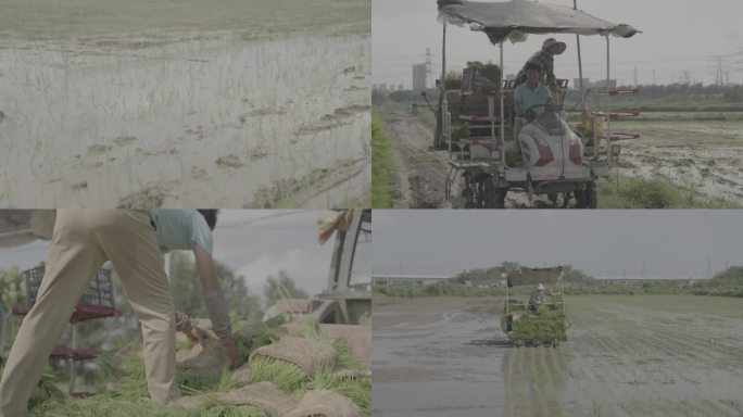 农民搬运稻苗与水稻种植视频