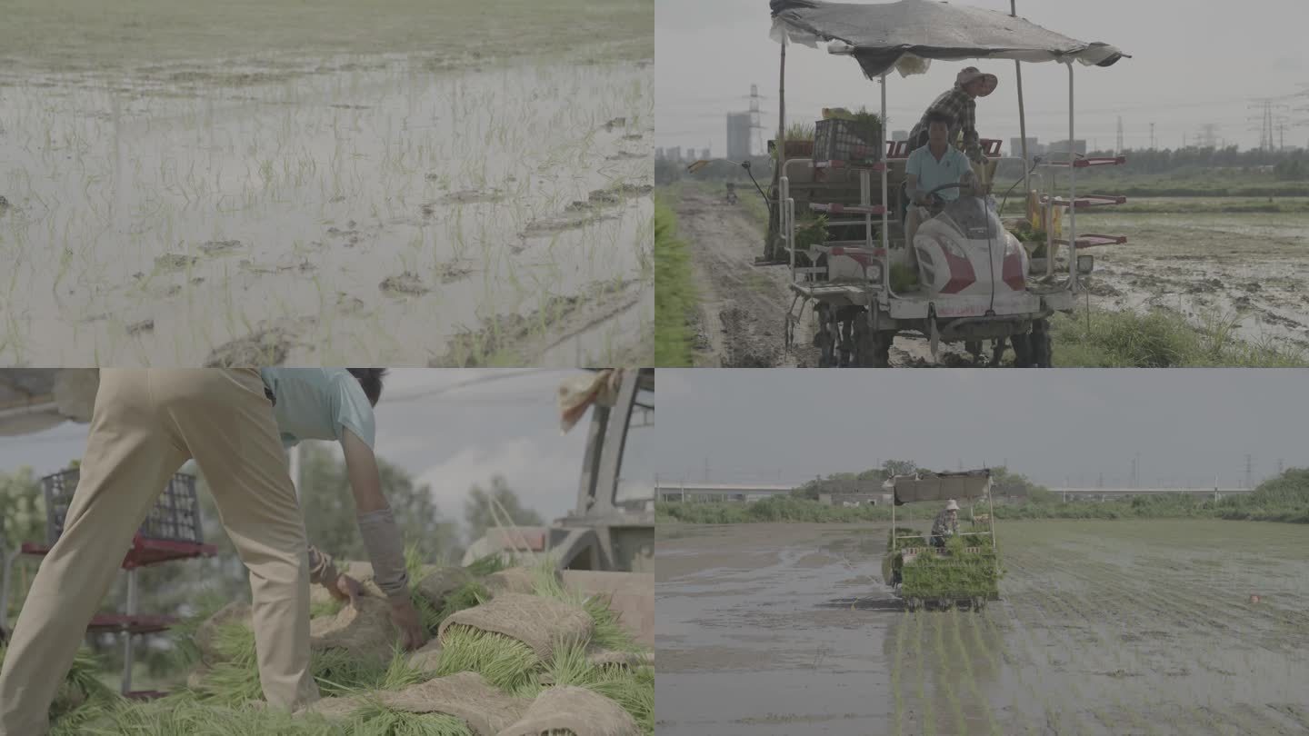 农民搬运稻苗与水稻种植视频