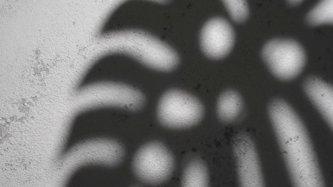 Shadow of a monstera leaves on a grey concrete bac