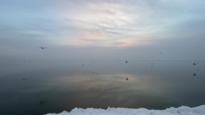 阿那亚海边的海鸥在海岸徘徊