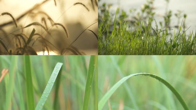 原创实拍清晨狗尾草芦苇露珠