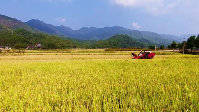 乡村里稻田机器在收割
