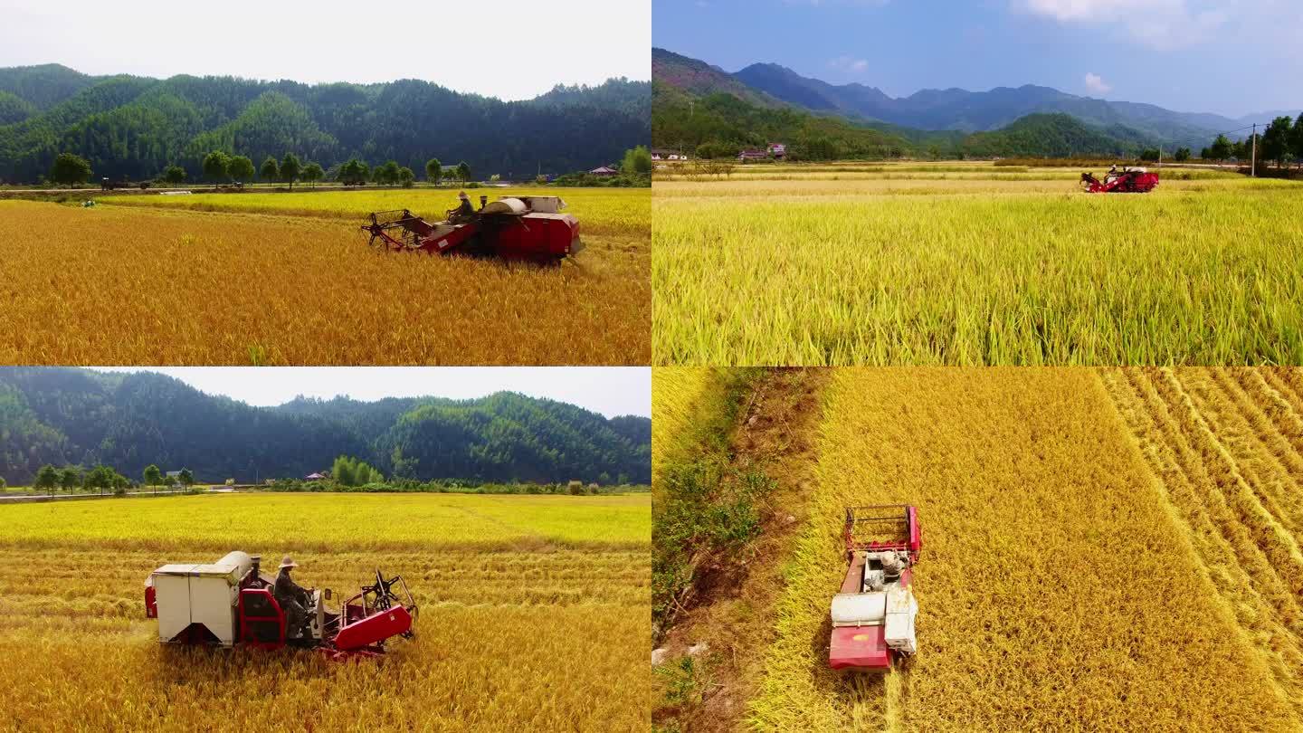 乡村里稻田机器在收割