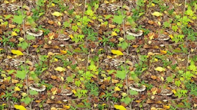 林地漏斗蘑菇被土壤覆盖在腐烂的干叶子上