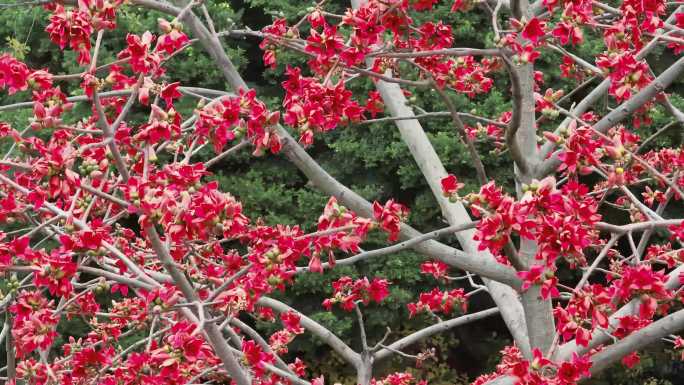 烈士陵园 棉 广州木棉花 木棉花开 花朵