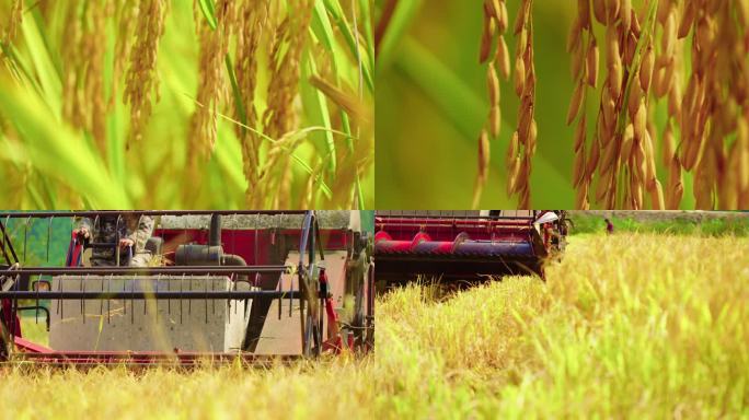 乡村里稻田机器在收割稻谷