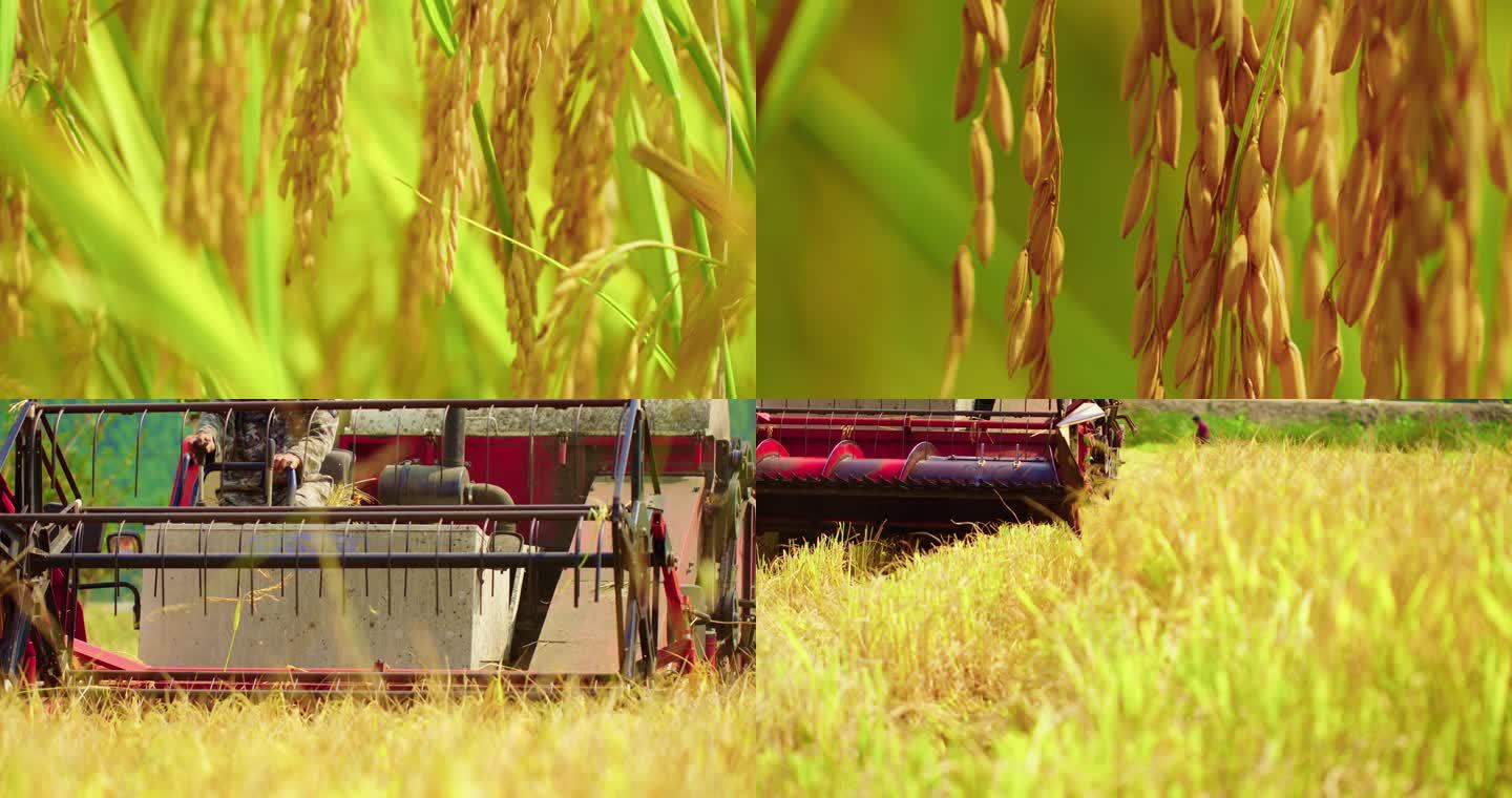 乡村里稻田机器在收割稻谷