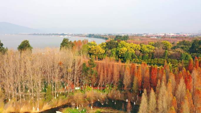 初春时节时的昆明星海半岛湿地公园