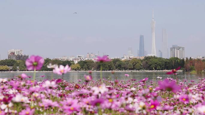 高清实拍春天广州城市风光