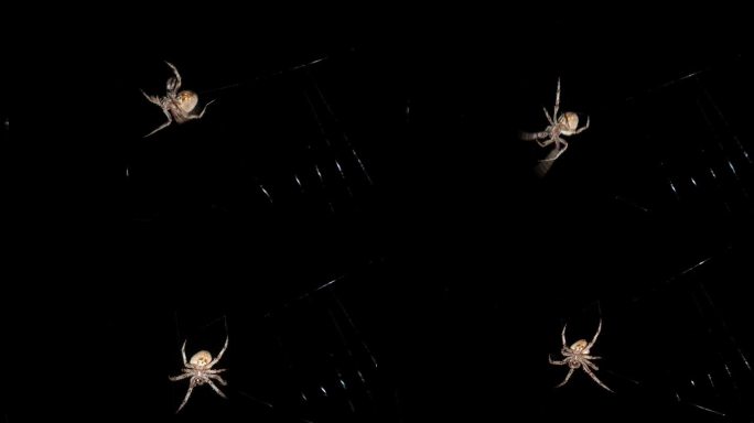 一只蜘蛛在黑暗的夜晚默默地编织或织网的宏观视图