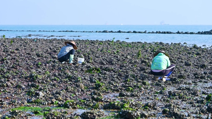 退潮海边滩涂上赶海捡海蛎子的渔民农妇