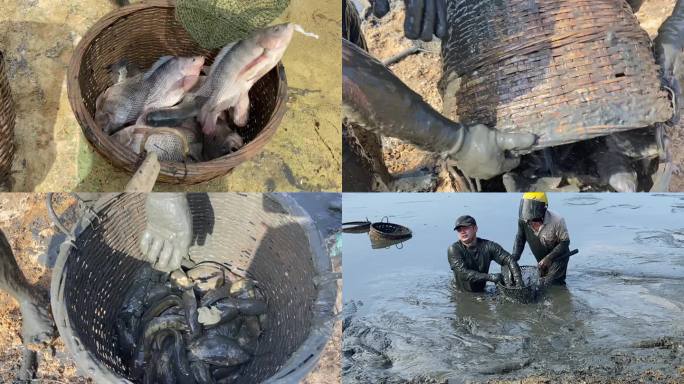 水产丰收村民捕鱼鱼群跳跃实拍