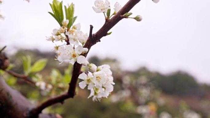 4K实拍广东河源白色桃花灿烂盛开喜迎游客